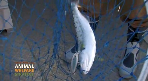VIDEO: How to – Care for your catch